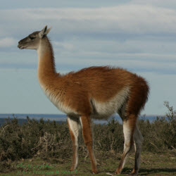 lama
